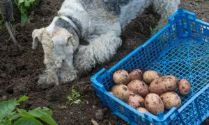 Pies zjadł surowego ziemniaka prosto z ziemi, podczas gdy obok stoi niebieska skrzynka pełna świeżo wykopanych bulw.