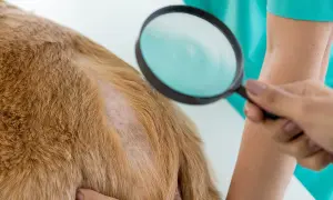 Weterynarz bada lupą sierść psa, szukając objawów grzybicy skóry.