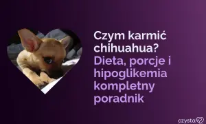 Słodki chihuahua w sercu. Dowiedz się, ile powinna jeść chihuahua, o diecie i hipoglikemii.