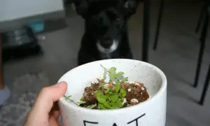 Smaczna, gotowana wątróbka dla psa w misce z napisem "EAT". Piesek z niecierpliwością czeka na swój posiłek.