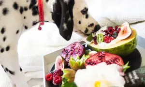 Dalmatyńczyk wącha owocową ucztę: figi, kiwi, maliny, borówki, granat. Zastanawia się, co może jeść szczeniak.