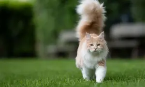 Puszysty rudy kot z uniesionym ogonem idzie po trawie.