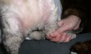 Część brzucha kota z zaczerwienioną skórą, wskazującą na choroby skóry. Dłoń delikatnie trzyma łapkę zwierzęcia.