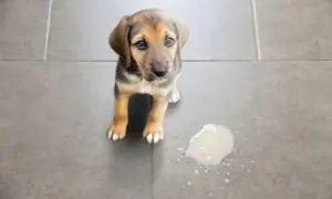 Szczeniak z niebieskimi oczami siedzi obok kałuży mleka. Czy to mleko na zatrucie u psa?