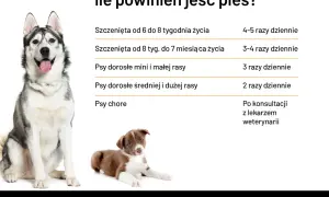 Tabela z wytycznymi dotyczącymi karmienia psa: szczenięta i psy dorosłe różnych ras jedzą różną liczbę razy dziennie.