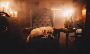 Biały pies leży na fotelu w zadymionym pokoju oświetlonym świecami. Czy psy widzą w ciemności? Ten pies wygląda, jakby widział wszystko.