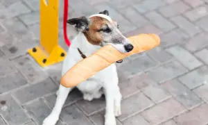 Piesek z bagietką w pysku. Czy pies może jeść chleb? Ten psiak chyba tak, bo wygląda na zadowolonego.