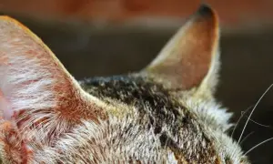 Zbliżenie na ucho kota, widoczne futro i delikatne włoski. Może to być objaw zapalenia ucha u kota, wymagającego uwagi weterynarza.