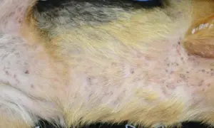Skóra psa z licznymi zaczerwienieniami i krostkami, wskazującymi na zapalenie fafli u psa.