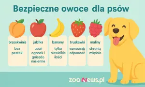 Czy pies może brzoskwinie? Tak, bez pestek! Obrazek pokazuje bezpieczne owoce dla psów: brzoskwinie, jabłka, banany, truskawki i maliny.