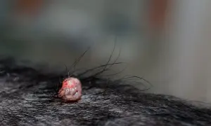 Narośl na wardze u psa, różowa, z włoskami wyrastającymi z niej.