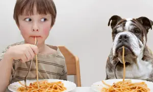Chłopiec i buldog jedzą makaron. Czy psy mogą jeść makaron? Tak, ale z umiarem.