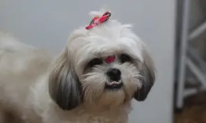 Uroczy shih tzu z kokardką na głowie i błyszczącym zdobieniem na czole. Długowieczność tej rasy, czyli ile żyje shih tzu, zależy od wielu czynników.