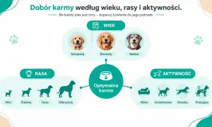 Wiek psa, jego rasa i poziom aktywności wpływają na dobór optymalnej karmy. Od szczenięcia po seniora, każdy pies ma inne potrzeby żywieniowe.