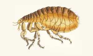 Ilustracja przedstawia pchłę zwierzęcą z bliska, z widocznymi odnóżami i segmentowanym ciałem.