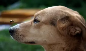 Pies z zaciekawieniem obserwuje osę. Dowiedz się, co zrobić jak psa ugryzie osa, aby mu pomóc.