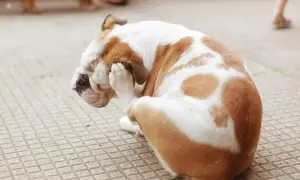 Buldog angielski z białobrązową sierścią siedzi na chodniku, drapiąc się łapą po głowie. Widać, że męczą go pchły u psa.