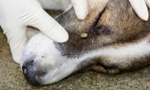 Rękawiczka weterynarza usuwa kleszcza łąkowego z ucha psa.