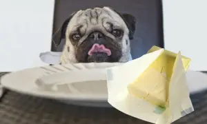 Mops z wyciągniętym językiem wpatruje się w masło. Czy pies może jeść masło? To pytanie zadaje sobie wielu właścicieli czworonogów.