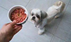 Mały piesek Shih Tzu z zaciekawieniem patrzy na miseczkę z pysznym, gotowanym mięsem dla szczeniaka.