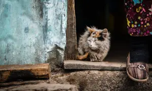 Smutny, zaniedbany kot chudnie, siedząc przy drzwiach. Jego futro jest zmierzwione, a oczy przymknięte. Obok widać fragment nogi w kolorowych ubraniach i pasiaste buty.