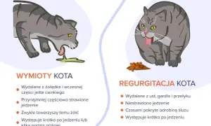 Ilustracja pokazuje dwa koty. Po lewej kot wymiotuje jedzeniem, po prawej kot regurgituje.