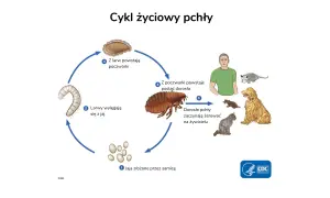 Cykl życiowy pchły: jaja, larwy, poczwarki, dorosłe pchły żerujące na ludziach i zwierzętach domowych, powodujące pchły w domu.