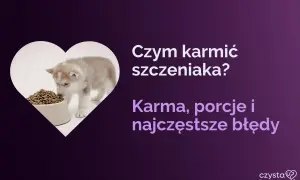 Słodki szczeniak husky wącha karmę. Dowiedz się, czym karmić szczeniaki 4 tygodniowe, jakie porcje podawać i jakich błędów unikać.