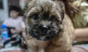 Słodki szczeniak z zaciekawieniem patrzy w obiektyw. Zastanawiasz się, czy pies może jeść groszek? Ten maluch pewnie chętnie by spróbował!