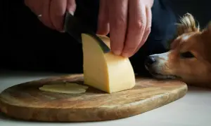 Pies patrzy z nadzieją, gdy kroisz ser żółty. Czy pies może jeść ser żółty?
