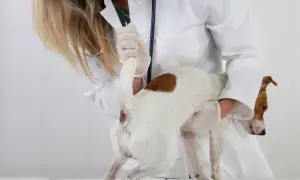 Weterynarz bada pęknięty gruczoł okołoodbytowy u psa.