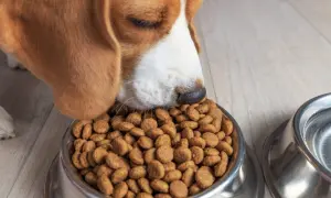 Pies rasy beagle je suchą karmę z metalowej miski.