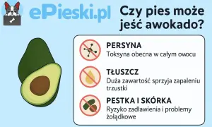 Czy psy mogą jeść awokado? Grafika ostrzega przed toksyną, tłuszczem i pestką z awokado, które są szkodliwe dla psów.