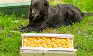 Czarny pies leży obok skrzynki pełnej świeżych moreli. Czy pies może jeść suszone morele? To pytanie nurtuje wielu właścicieli czworonogów.