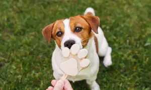 Czy pies może jeść lody? Ten uroczy Jack Russell Terrier z pewnością chciałby spróbować tego lodowego przysmaku w kształcie łapki.