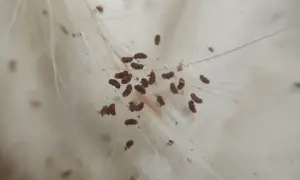 Grupka jajeczek pcheł na białym tle, otoczona włoskami.
