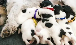 Szczenięta z kolorowymi obrożami piją mleko od suki. Pielęgnacja matki po porodzie to klucz do zdrowia maluchów.