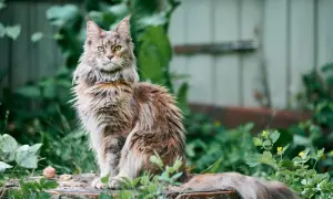 Majestatyczny kot rasy Maine Coon, znany z długowieczności, siedzi w otoczeniu zieleni.