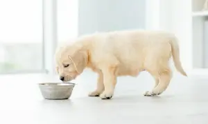 Puszysty szczeniak golden retriever pochyla się nad miską, ale wyraźnie nie chce jeść.