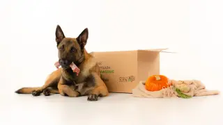 Pies rasy malinois z kością w pysku obok pudełka z napisem "RAW to BOX". Obok dynia i seler. Idealna dieta dla psa.
