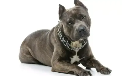 Szlachetny amstaff waga 30kg, z potężną budową i stalowym łańcuchem na szyi, leży na białym tle.