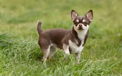 Mały, brązowo-biały chihuahua pies stoi na zielonej trawie, patrząc w obiektyw.