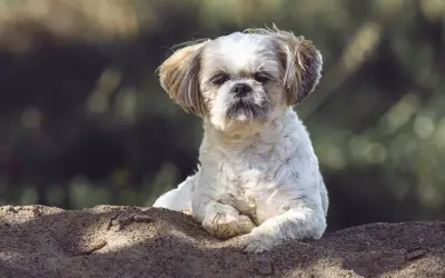 Uroczy shih tzu leży na piasku. Tabela żywienia shih tzu pomoże Ci zadbać o jego zdrowie.