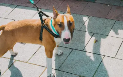 Uroczy amstaff bulterier na spacerze, z turkusową obrożą i czarną uprzężą, stoi na chodniku.