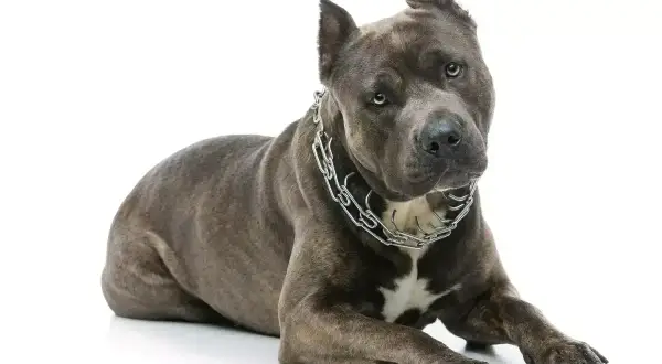 Szlachetny amstaff waga 30kg, z potężną budową i stalowym łańcuchem na szyi, leży na białym tle.