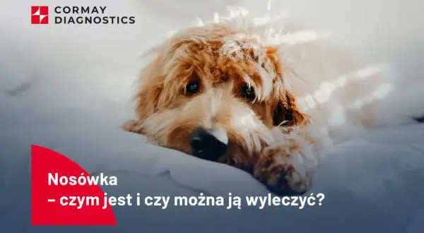 Smutny, kudłaty pies leżący na białym tle. Logo Cormay Diagnostics.