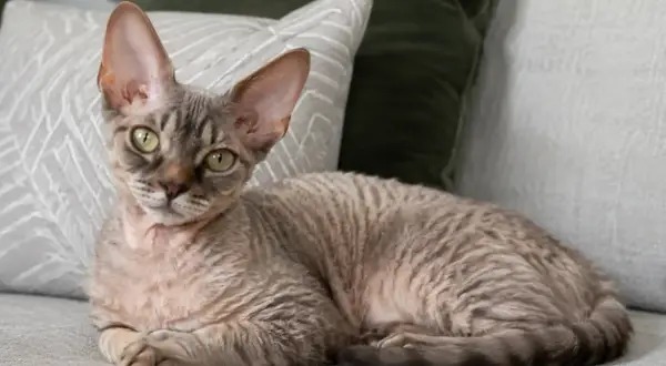 Uroczy kot rasy devon rex z dużymi uszami i falistym futerkiem leży na kanapie.