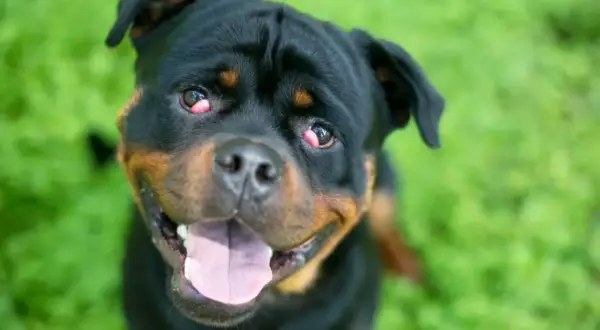 Rottweiler z zaczerwienionymi, spuchniętymi oczami patrzy w obiektyw z otwartym pyskiem.