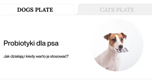 Jack Russell terrier z blistrem tabletek w pysku. Temat: probiotyki dla psa.