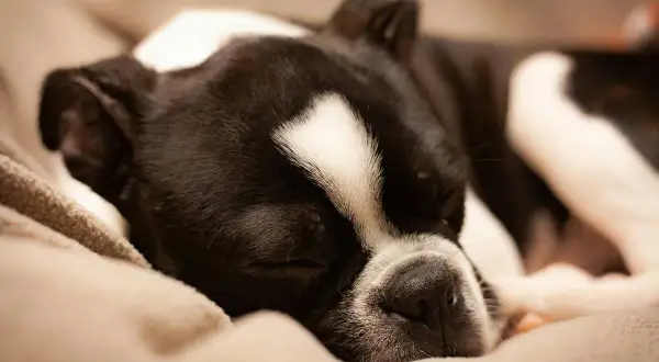 Śpiący piesek, który nie chce jeść. Czarno-biały Boston Terrier odpoczywa na miękkim kocu, marząc o smakołykach.
